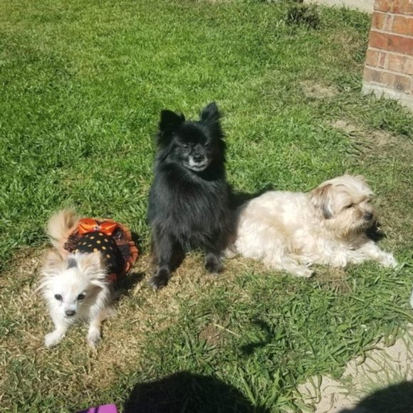 New Talbots ladies fall/winter dress sz 12. CLOSET CLOSING - Picture 10 of 10